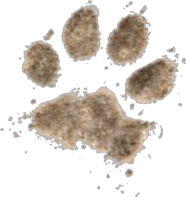 Pawnuptials paw print