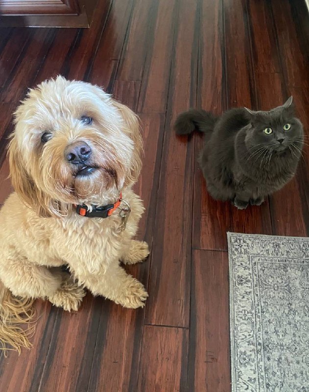 Multi-pet household harmony