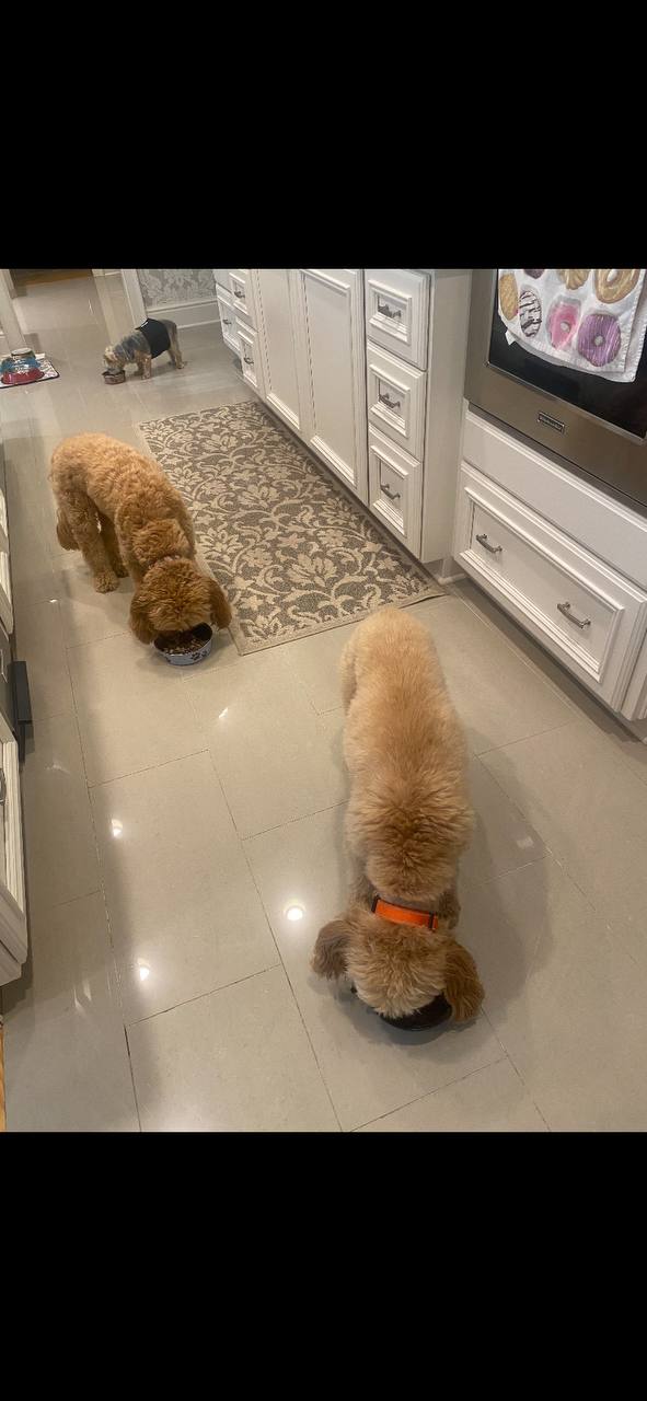 Multiple dogs during mealtime care