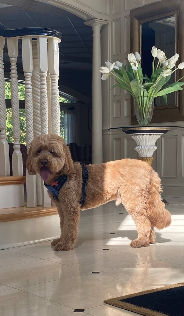 Elegant indoor portrait