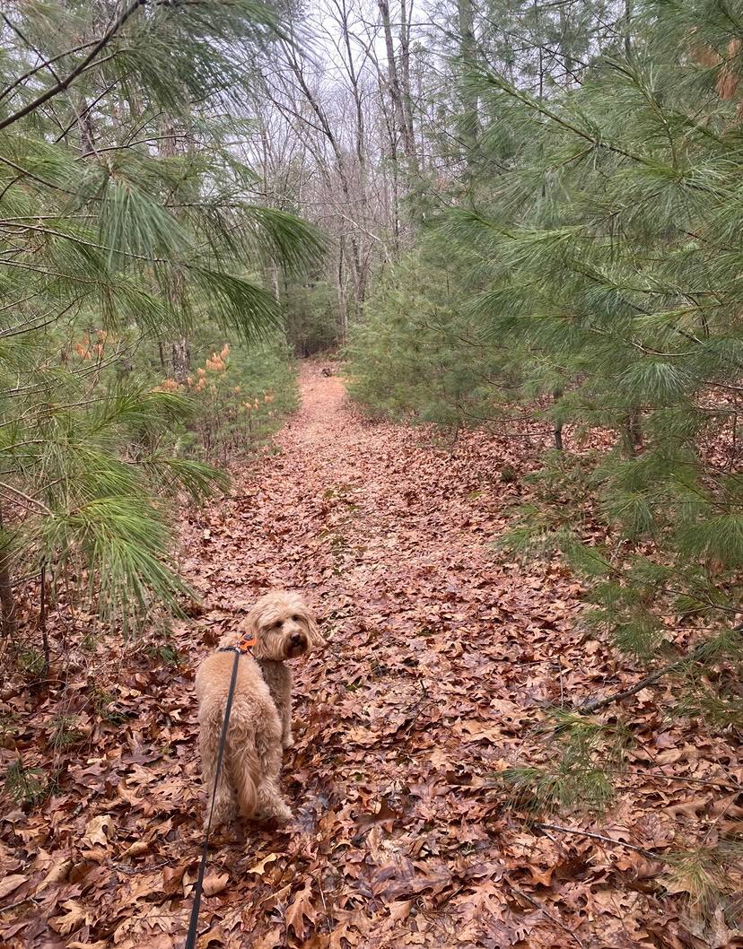 Peaceful companion on autumn forest trail