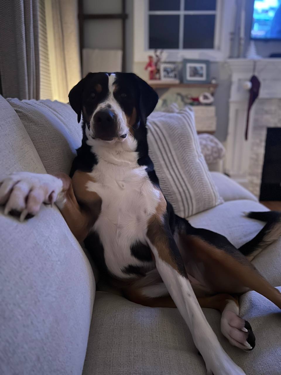 Regal tricolor dog on couch