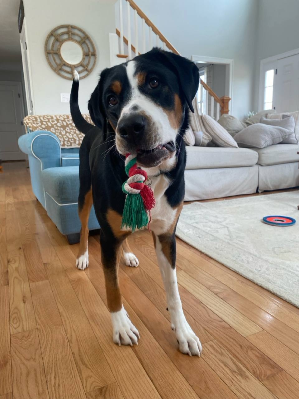 Playful pup with favorite toy