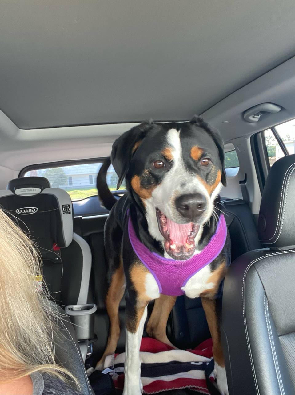 Happy dog ready for adventure