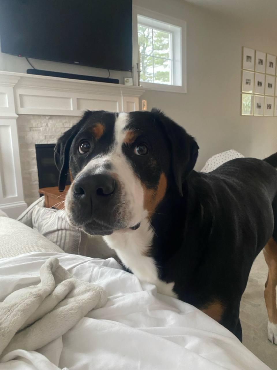 Soulful eyes seeking attention