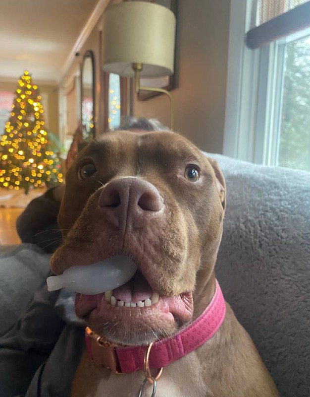 Special holiday portrait