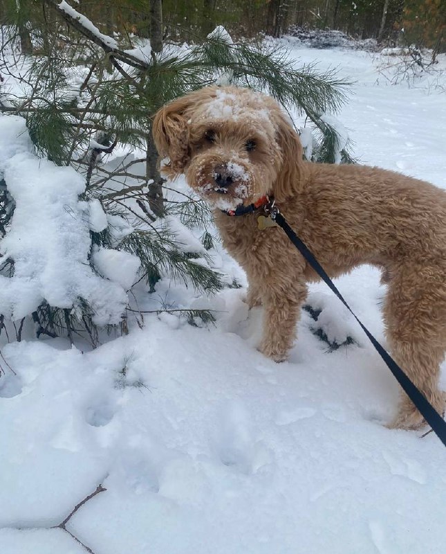 Winter wonderland adventure