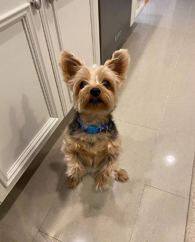 Yorkie sitting pretty