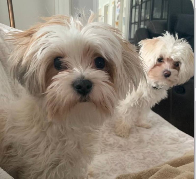 Precious small breed companions