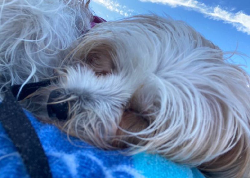 Fluffy companion enjoying outdoor relaxation