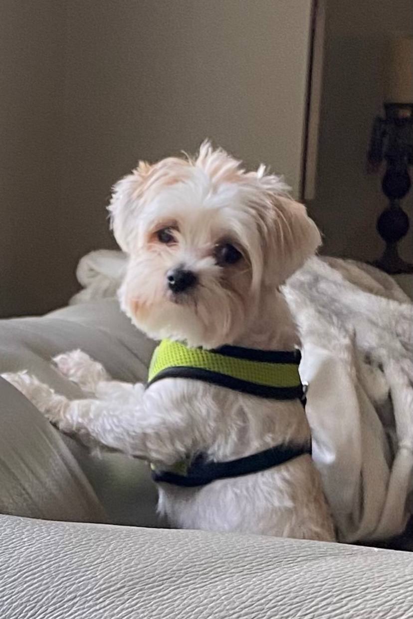 Wedding ready companion