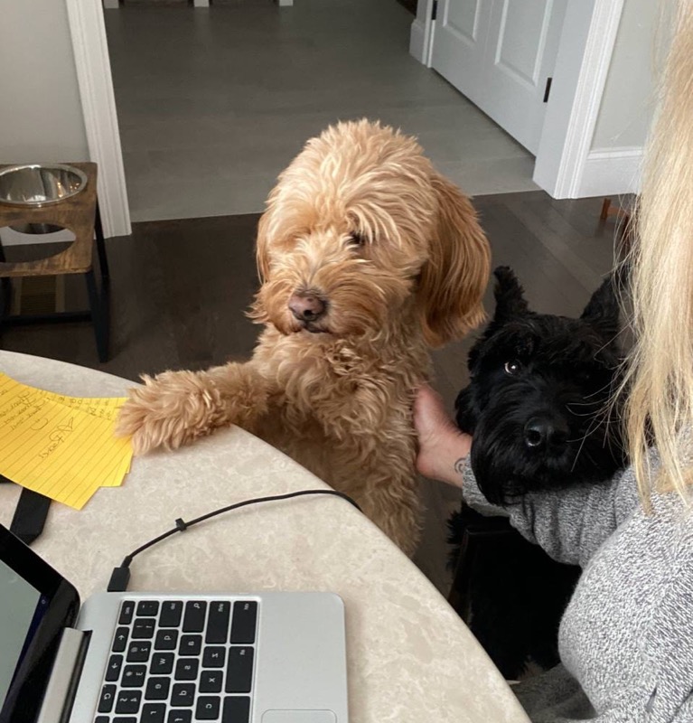 Two dogs helping with work at the desk