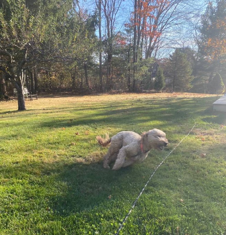 Active yard playtime